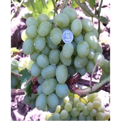 Саженец винограда "Боготяновский" Саженец винограда "Боготяновский"