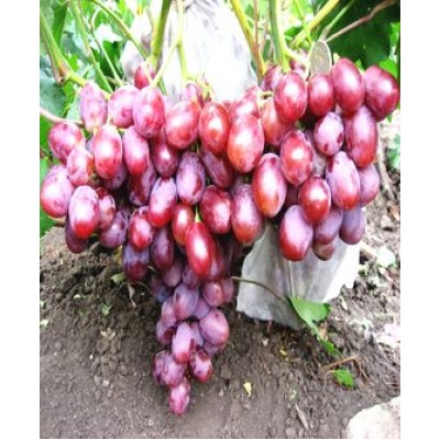 Саженец винограда "Фавор" Саженец винограда "Фавор"