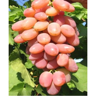 Саженец винограда "Ух-ты" Саженец винограда "Ух-ты"