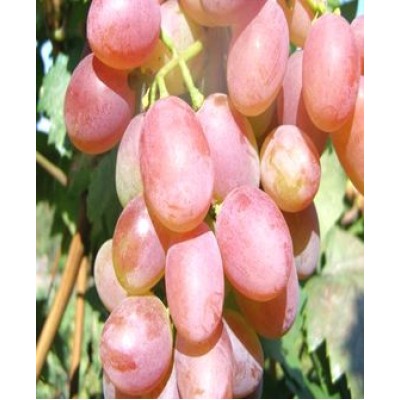 Саженец винограда "Виктор-2" Саженец винограда "Виктор-2"