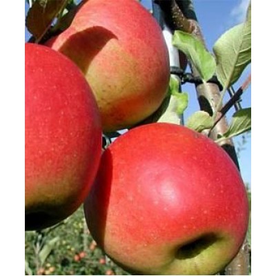 Саженец яблони "Сансе" Саженец яблони "Сансе"